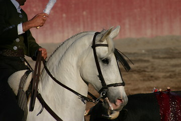 Image showing A bullfighters horse