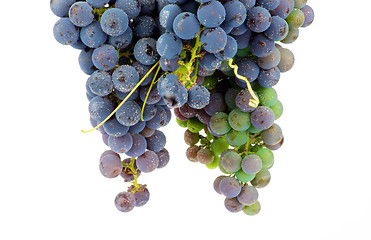 Image showing Bunch Grape