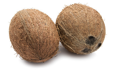 Image showing Coconut