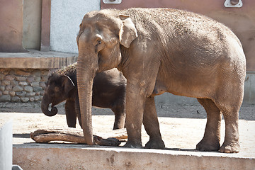 Image showing Elephant