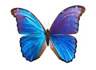 Image showing Butterfly Morpho Didius