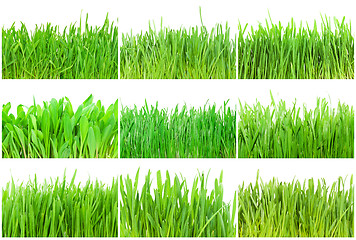 Image showing Green grass