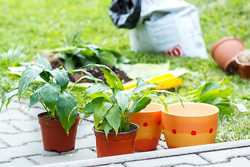 Image showing flowers in pot outdoor