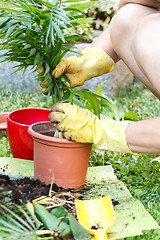 Image showing gardening with rubber yellow gloves