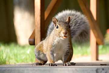 Image showing Closeup of gray squirrel with nut