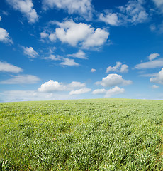 Image showing field of grass and cloudy sky