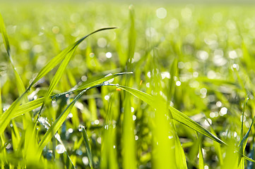 Image showing green grass close up with water drops