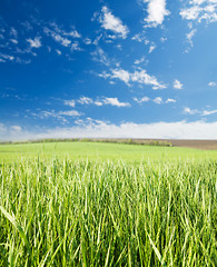 Image showing field of green grass and blue sky
