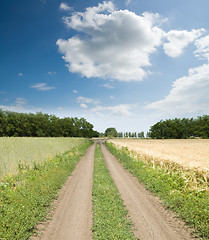 Image showing dirty road between green and gold fields