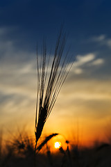 Image showing ears of ripe wheat in sunset