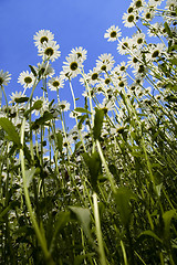 Image showing flower