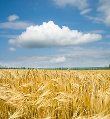 Image showing gold ears of wheat under sky