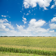 Image showing green maize field