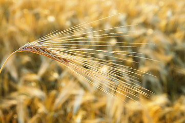 Image showing golden wheat ear