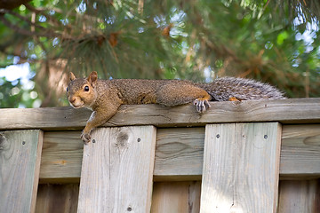 Image showing Squirrel taking it easy on a fence