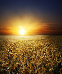 Image showing field with gold ears of wheat in sunset