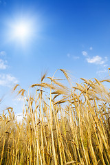 Image showing field with gold ears of wheat with sun