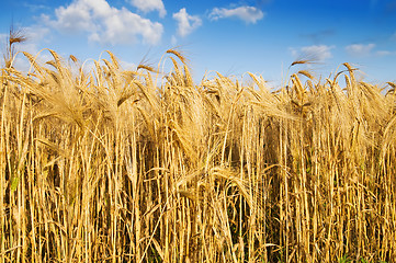 Image showing field with gold ears of wheat