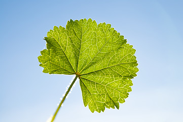 Image showing green leaf on sky background sun against