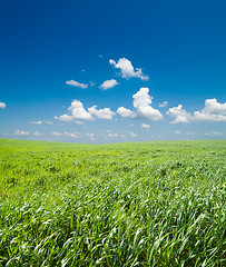 Image showing field of green grass and blue sky