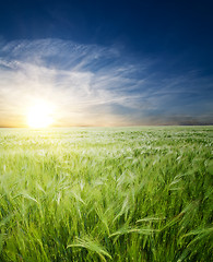 Image showing green wheat in field under sunrays