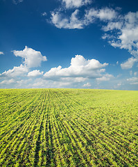 Image showing field of green grass and blue sky