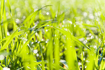 Image showing fresh grass with dew drops