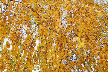 Image showing autumn leaves