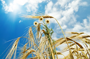 Image showing field with gold ears of wheat