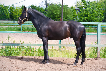 Image showing Horse