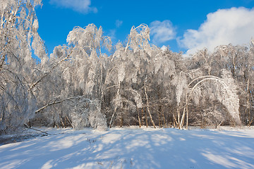 Image showing Winter forest