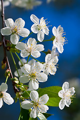 Image showing Apple flowers