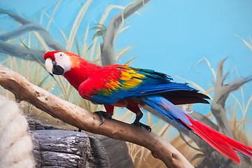 Image showing Ara parrot