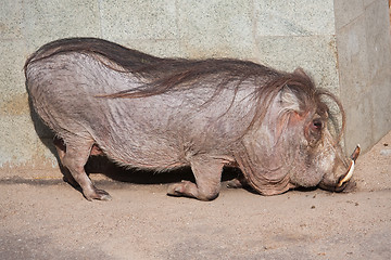 Image showing Warthog