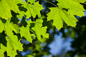 Image showing Leaves background