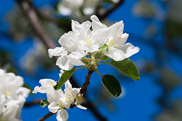 Image showing Apple flowers