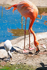 Image showing Flamingo