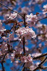 Image showing Cherry blossom