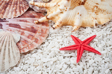 Image showing Seashells