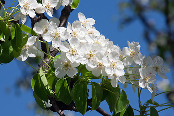 Image showing Apple flowers