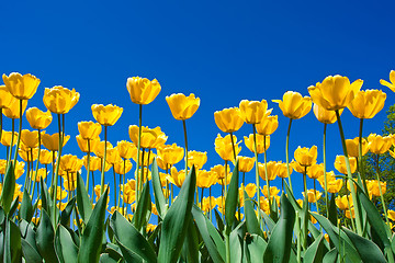 Image showing Tulip flowers