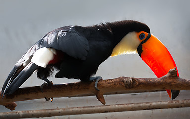 Image showing Toucan