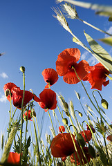 Image showing poppy field