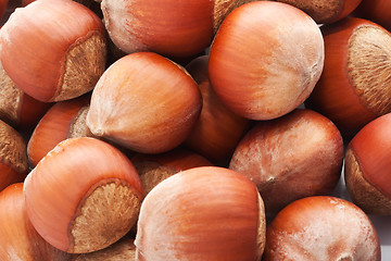 Image showing Hazelnuts or filbert