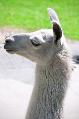 Image showing Llama