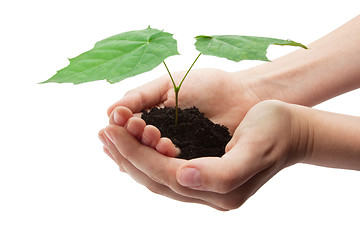 Image showing Tree in hands