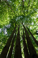 Image showing Green forest