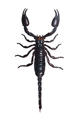 Image showing Scorpion