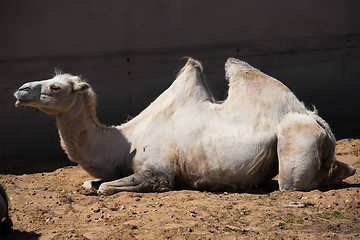 Image showing Camel