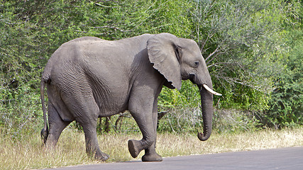 Image showing Elephant